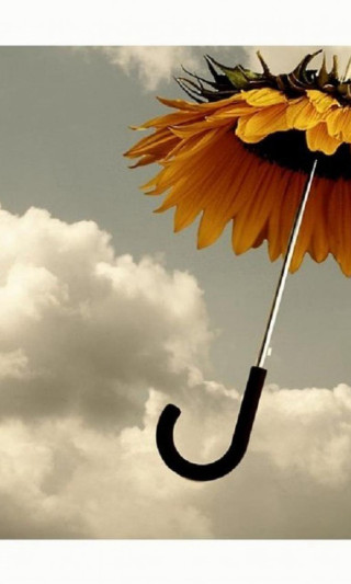 Sunflower black umbrella sky clouds - surrealism free wallpaper