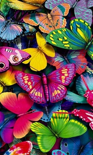 Colorful butterflies flying together in - vivid free wallpaper