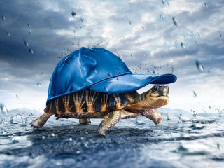 Turtle blue hat rain jacket - a turtle free wallpaper
