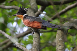 Black head orange bird sitting - primitivism free wallpaper