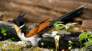 Black head orange wings bird - primitivism free wallpaper