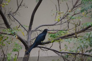 Bird branch leaves building bamboo - bholekar srihari free wallpaper