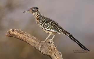 Bird perched branch tree blurry - an illustration free wallpaper