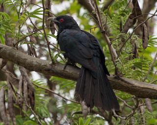 Black bird branch tree leaves 3 - a black bird free wallpaper