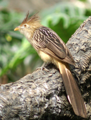 Bird mohawk tree branch forest - primitivism free wallpaper
