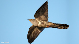 Bird flying air wings spread 15 - bird free wallpaper