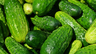 Cucumbers water droplets green leaves - andries stock free wallpaper