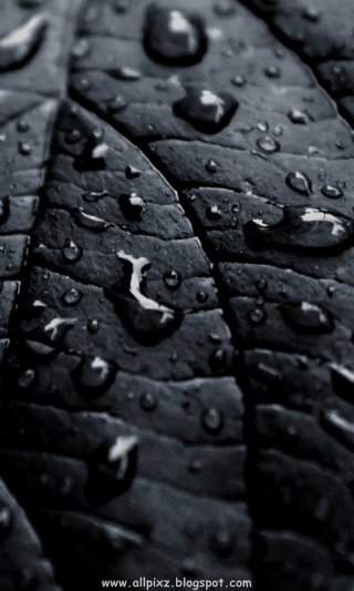 Close up leaf water drops 4 - an ambient occlusion free wallpaper