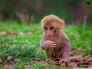 Small monkey green field forest - a small monkey free wallpaper