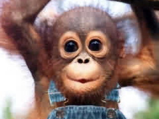 Monkey blue overalls blue hat - a monkey with free wallpaper