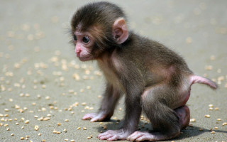 Small monkey sitting sandy food - a small monkey free wallpaper