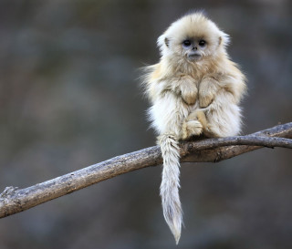 Small monkey on branch microscopic - chippy free wallpaper