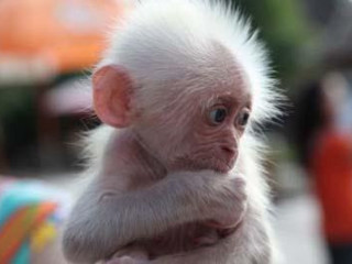 Small white monkey lap arms - alex petruk ape free wallpaper