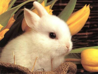 White rabbit basket yellow flowers 3 - a white rabbit free wallpaper