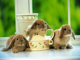 Rabbits teapot cup flower pot - a cup free wallpaper
