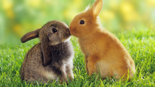 Rabbit kissing noses in grass - furry art free wallpaper