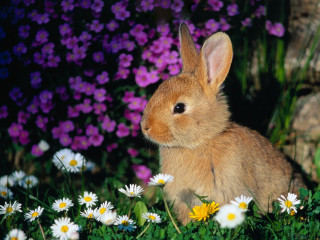 Rabbit field daisies rock flowers - beatrix potter free wallpaper