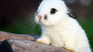 White rabbit wooden log green 2 - a microscopic photo free wallpaper