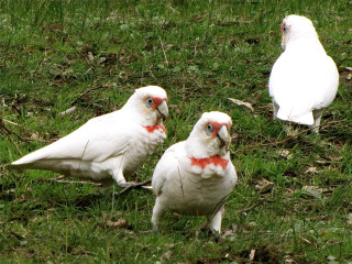 Three white birds grassy field - a grassy field free wallpaper