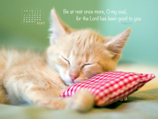 Kitten sleeping pillow quote be - good free wallpaper