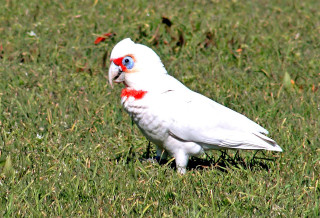 White bird red markings grass - elizabeth durack free wallpaper