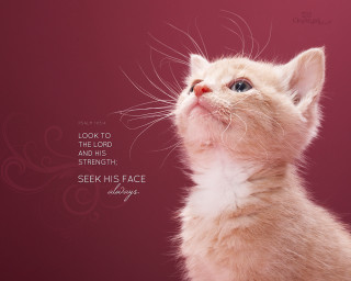 Kitten looking up sky quote - a quote above free wallpaper