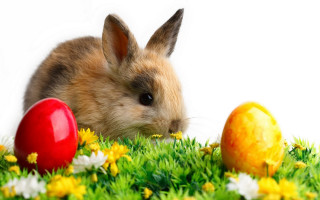 Rabbit grass eggs red behind - beatrix potter free wallpaper