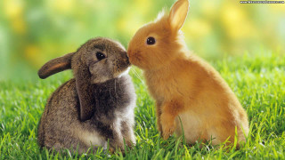 Rabbit kissing noses grass image 5 - cute free wallpaper for desktop