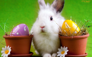 Rabbit flowerpot eggs daisies grass - egg free wallpaper