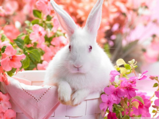 White rabbit basket pink flowers 5 - a white rabbit free wallpaper