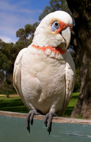 White parrot orange blue markings - free bird wallpaper