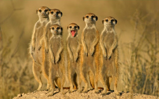 Meerkats hill mouths open group 2 - a hill free wallpaper