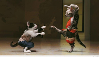 Cat playing another cat room - action scene free wallpaper