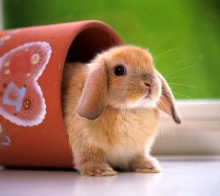 Small rabbit flower pot window - free animals wallpaper