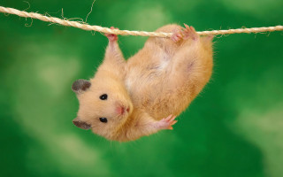 Hamster hanging upside down rope 4 - its paw free wallpaper