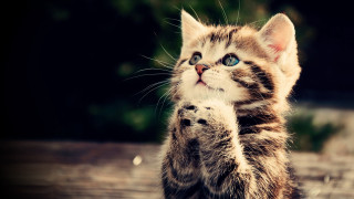 Kitten standing pawing camera wide 3 - its hind leg free wallpaper