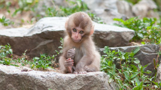 Small monkey sitting rock grass - a small monkey free wallpaper