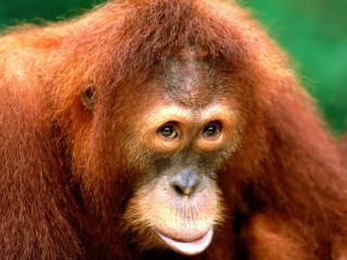 Monkey smile green background trees - alex petruk ape free wallpaper
