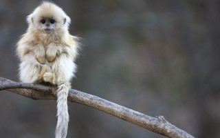 Monkey sitting tree branch tail - alex petruk ape free wallpaper