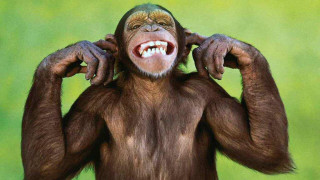 Smiling monkey hands on head - a monkey with free wallpaper