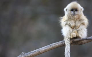 Monkey sitting branch legs crossed - a monkey free wallpaper
