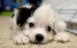 Small white black dog carpet - pop art free wallpaper