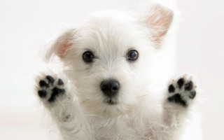 Small white dog paws up 7 - its hind leg free wallpaper
