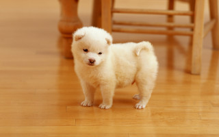 Small white dog wooden floor 3 - chang daichien free wallpaper