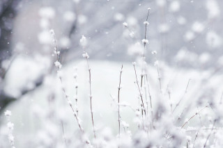 Plant snow car background snowstorm - a close up of a plant free wallpaper
