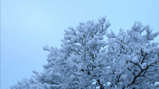 Snowy tree blue sky flying - ecological free wallpaper