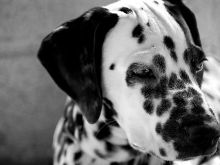 Dalmatian sad dog spots face - pointillism free wallpaper