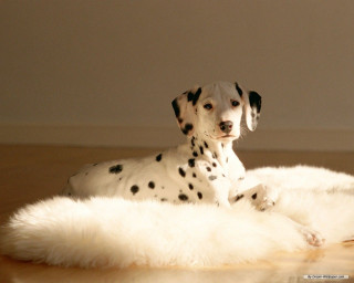 Dalmatian white rug wooden floor - diffuse free wallpaper