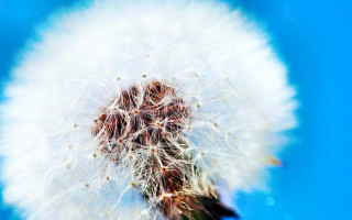 Dandelion white seeds air blue - a dandelion free wallpaper