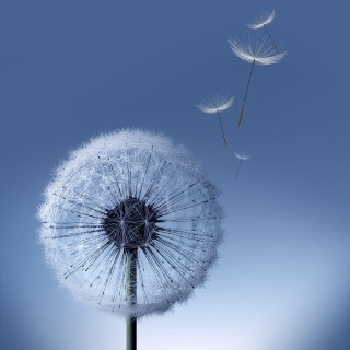 Dandelion blowing wind blue sky 14 - a blue sky background free wallpaper